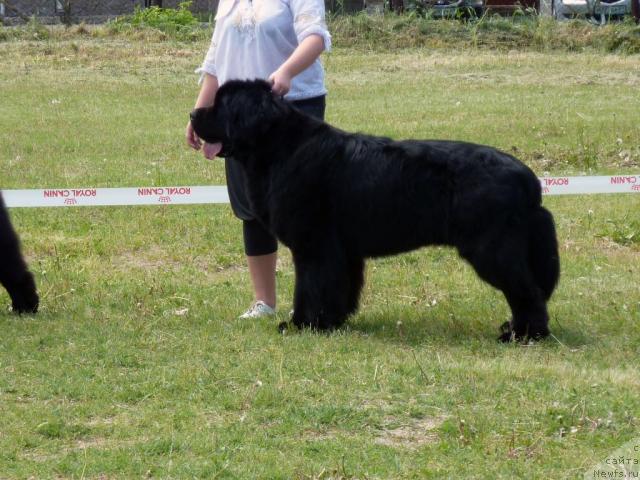 Фото: ньюфаундленд Skippers Secret Agent For Donat's Pride