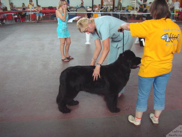 Фото: ньюфаундленд Супер Бизон Анталия, Наталия Снигирева