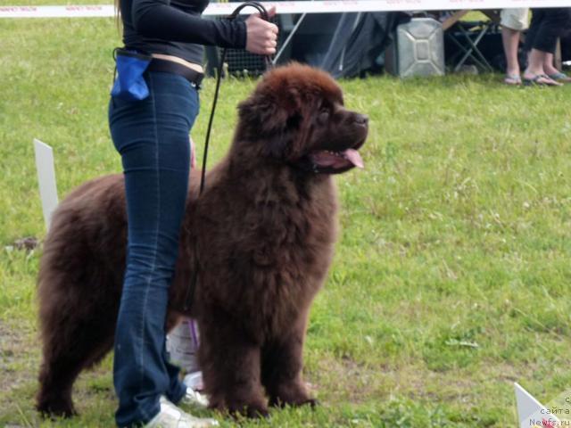 Фотография № 41975