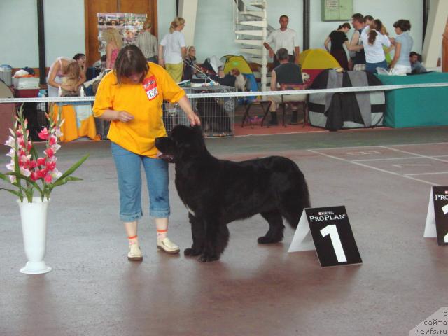 Фото: ньюфаундленд Супер Бизон Анталия, Наталия Снигирева