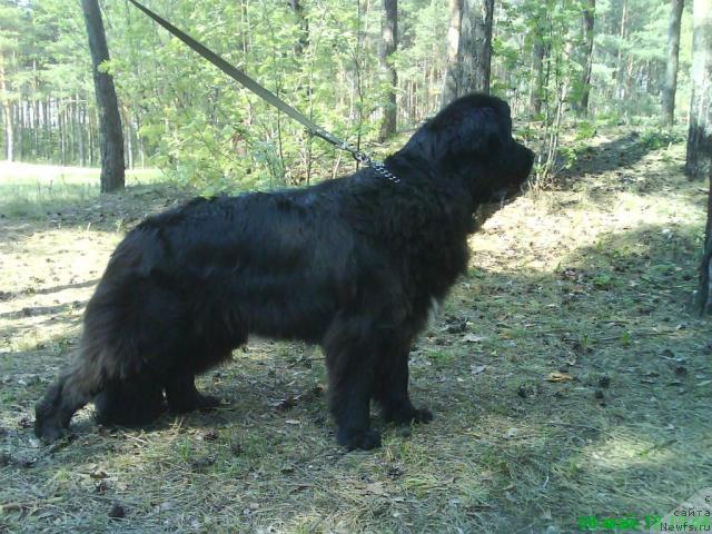 Фото: ньюфаундленд Смигар Ненси Непревзойденная