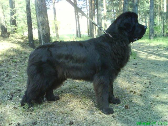 Фото: ньюфаундленд Смигар Ненси Непревзойденная