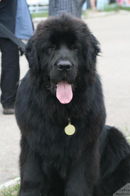 Фото: ньюфаундленд Инфант Королевы Боди Силк