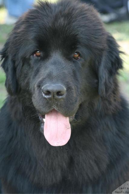 Фото: ньюфаундленд Инфант Королевы Боди Силк