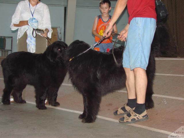 Фото: ньюфаундленд Лесная Сказка Роза Черная, ньюфаундленд Лесная Сказка Руслана