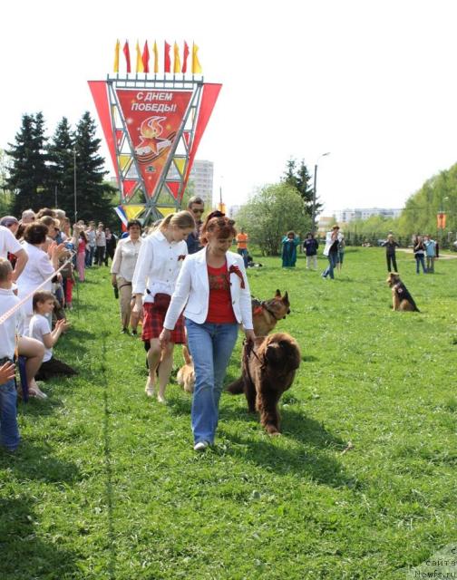 Фото: Участники показательных выступлений, ньюфаундленд Черный Шарм Ангельская Красота (Chernyi Sharm Angel'skaya Krasota)