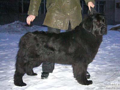 Фото: ньюфаундленд Обуш Шед Чарлея