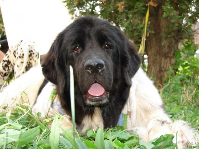 Фото: ньюфаундленд Веснушка на Счастье (Vesnushka na Shastie)