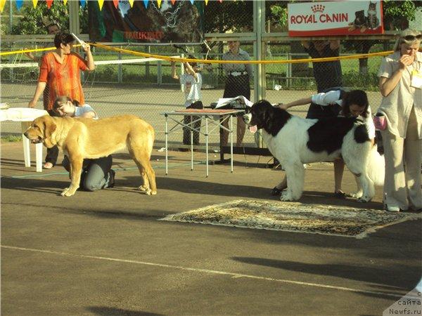 Фото: ньюфаундленд Лорд Люксембург Аюлар из Тихого Омута (Lord Luxemburg Ayular iz Tihogo Omuta)