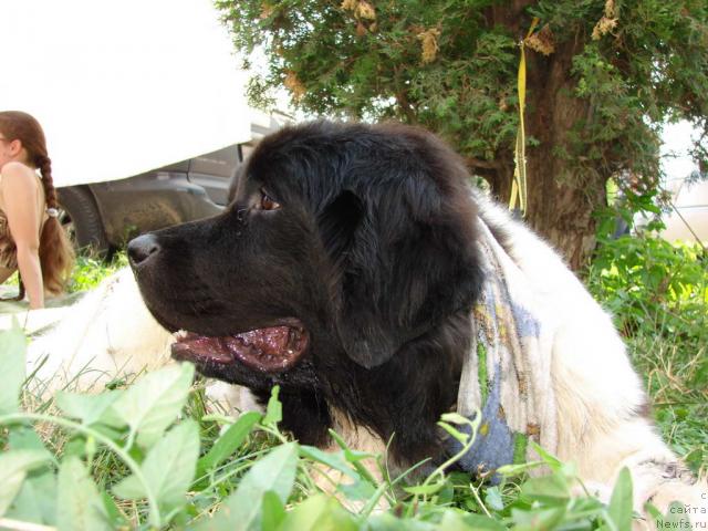 Фото: ньюфаундленд Веснушка на Счастье (Vesnushka na Shastie)