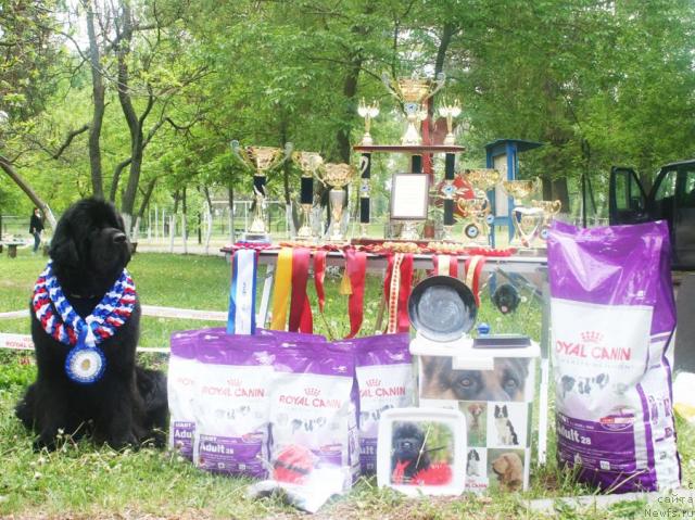 Фото: ньюфаундленд Бегущая по Волнам Вам и не Снилось (Begushaya po Volnam Vam I Ne Snilos)