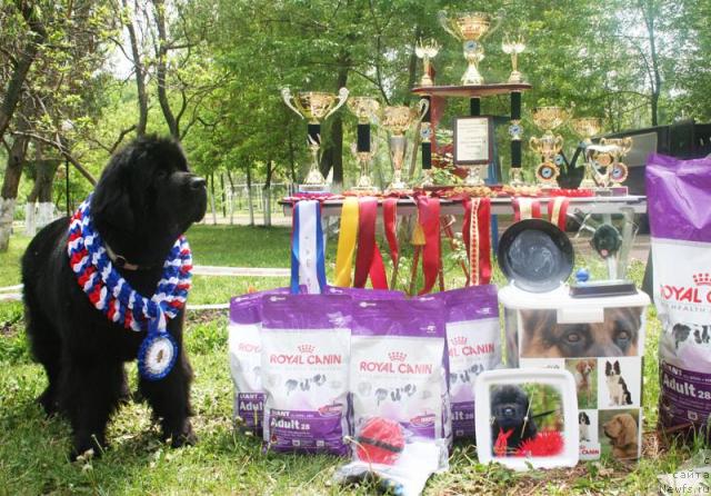 Фото: ньюфаундленд Бегущая по Волнам Вам и не Снилось (Begushaya po Volnam Vam I Ne Snilos)