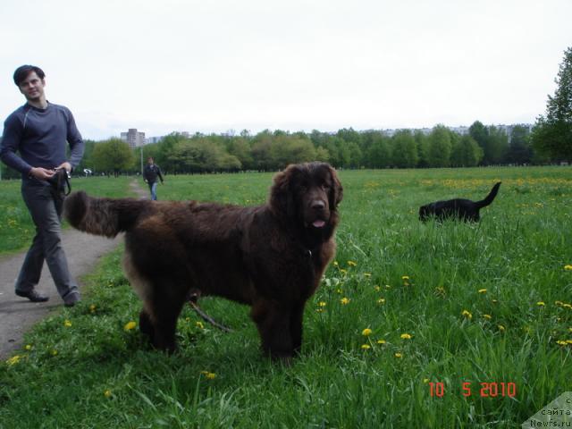 Фото: ньюфаундленд Одна на Миллион