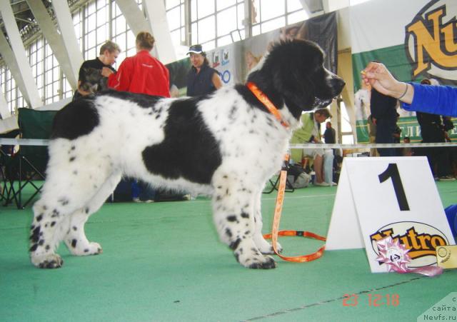 Фото: ньюфаундленд Маг Исполин Карте Бланч фор Питерньюф (Mag Ispolin Carte Blanche for Piternyuf)