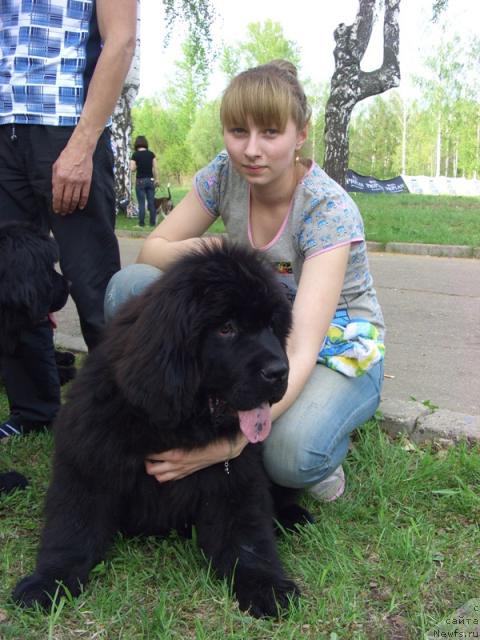 Фото: ньюфаундленд Баловень Судьбы