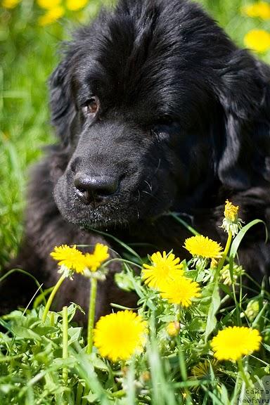 Фото: Гастон де Фуа