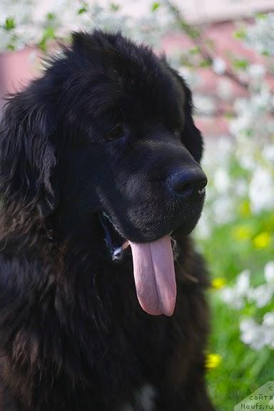 Фото: Гастон де Фуа.