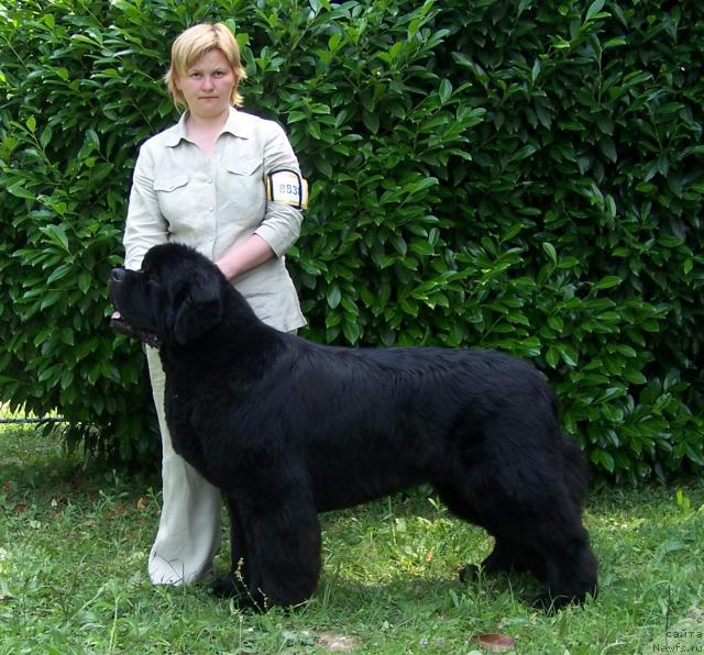 Фото: ньюфаундленд King of Helluland Viking, Татьяна Абутова