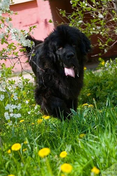 Фото: Гастон де Фуа