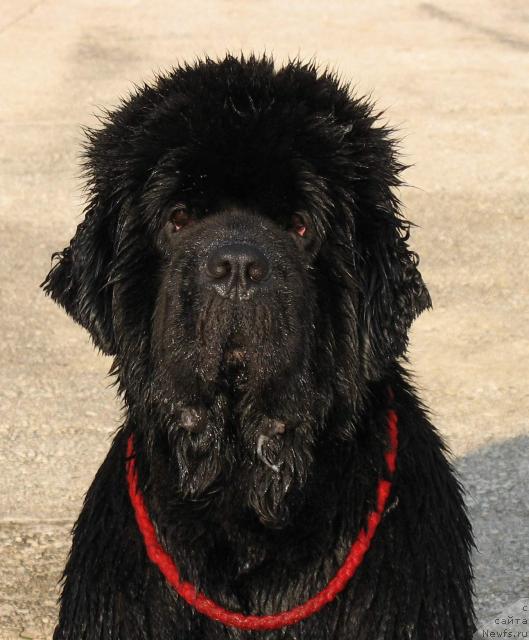 Фото: ньюфаундленд King of Helluland Viking