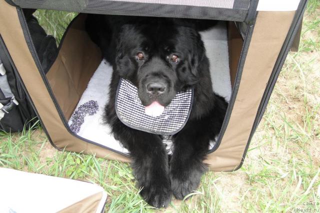 Фото: ньюфаундленд Пчёлкин Дом Вениамин (Pchiolkin Dom Veniamin)