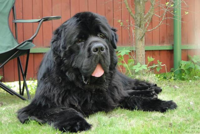 Фото: ньюфаундленд Пчёлкин Дом Вениамин (Pchiolkin Dom Veniamin)