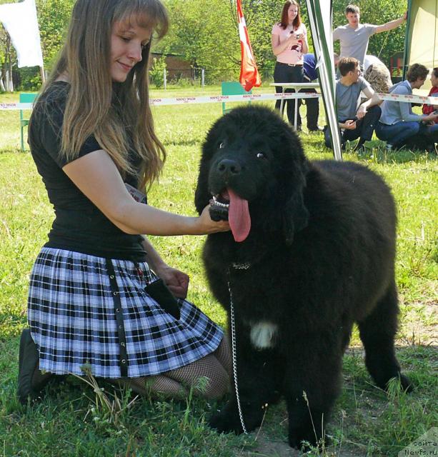 Фото: ньюфаундленд Арк Велес