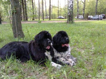 Фото: ньюфаундленд Плюшевая Панда Оливия, ньюфаундленд Плюшевая Панда Диланд (Plushevaya Panda Diland)