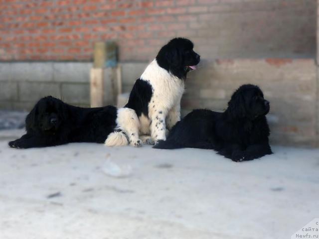 Фото: ньюфаундленд Пчёлкин Дом Аврора (Pchiolkin Dom Avrora), ньюфаундленд Находка Для Души с Берега Дона (Nahodka Dlya Dushi s Berega Dona), ньюфаундленд Арх Бьюти От Чары Первая (Arh Beauty Ot Chary Pervaya)