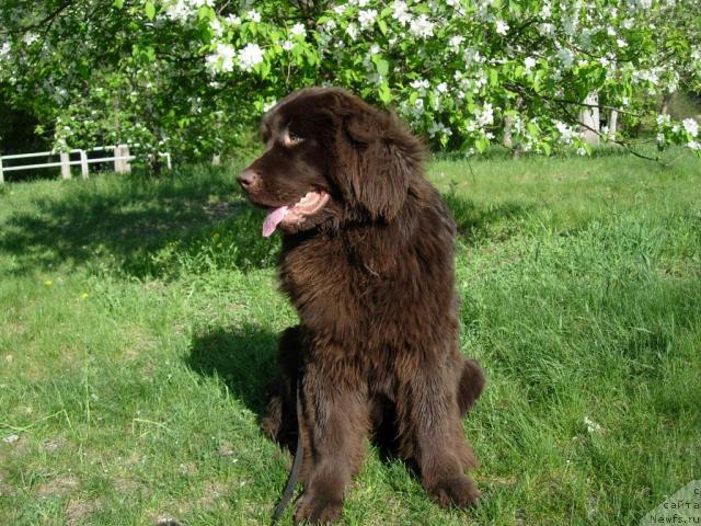 Фото: ньюфаундленд Звездная Тоскана Лесная Раскрасавица