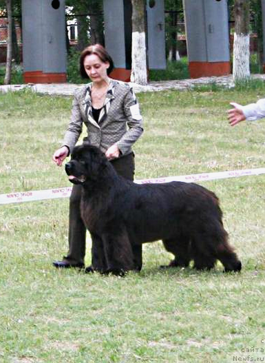 Фото: ньюфаундленд Смигар Нимфея Неотразимая (Smigar Nimfeya Neotrazimaya)