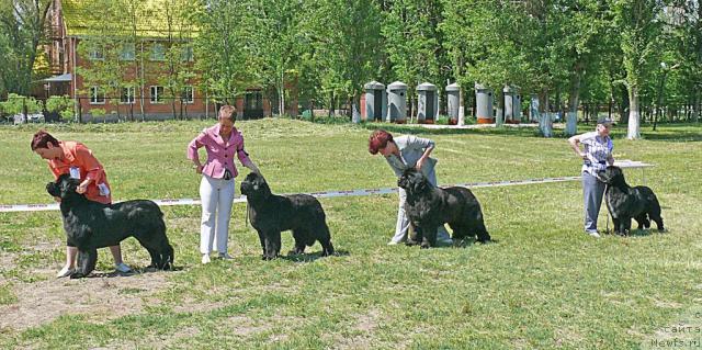 Фото: ньюфаундленд Акватория Келвин Инспирит Лайф (Aquatoriya Kelvin Inspirit Life), ньюфаундленд Fairweathers Rare and Precious, ньюфаундленд Сент Джонс Роуз фо Ми (Sent Djons Rose for Me), ньюфаундленд Маг Исполин Лира Любви