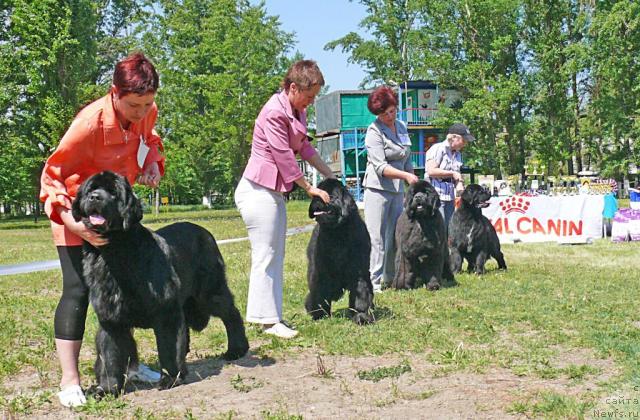 Фото: ньюфаундленд Акватория Келвин Инспирит Лайф (Aquatoriya Kelvin Inspirit Life), ньюфаундленд Fairweathers Rare and Precious, ньюфаундленд Сент Джонс Роуз фо Ми (Sent Djons Rose for Me), ньюфаундленд Маг Исполин Лира Любви