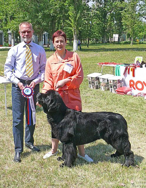 Фото: ньюфаундленд Акватория Келвин Инспирит Лайф (Aquatoriya Kelvin Inspirit Life)