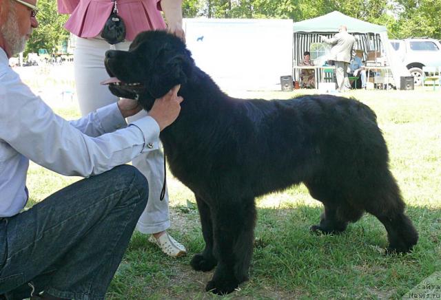 Фото: ньюфаундленд Fairweathers Rare and Precious