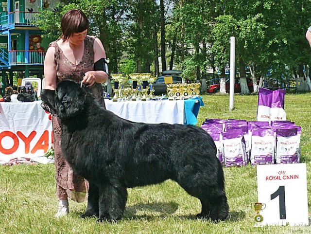 Фото: ньюфаундленд Акватория Келвин Золотой Медведь (Aquatoriya Kelvin Zolotoy Medved)