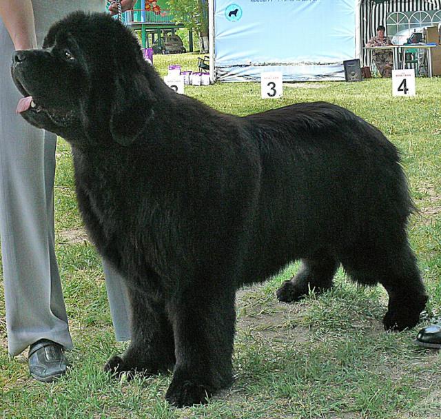 Фото: ньюфаундленд Borntobe Like Sam iz Volotova