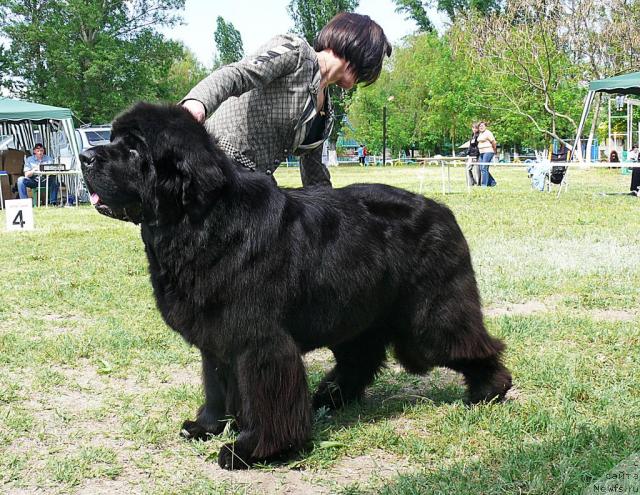 Фото: ньюфаундленд Cayuga Mescalero