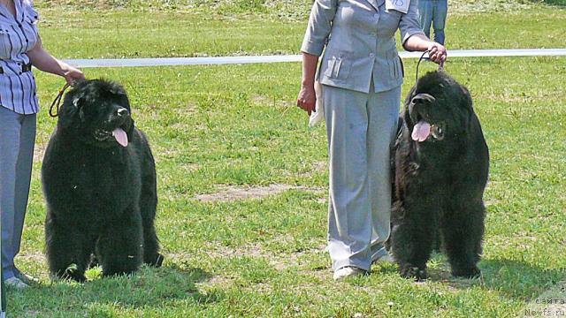 Фото: ньюфаундленд King of Helluland Good Friend, ньюфаундленд Kloofbears My Dream for Sent Djons