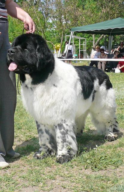 Фото: ньюфаундленд Супер Бизон Арго (Super Bizon Argo)