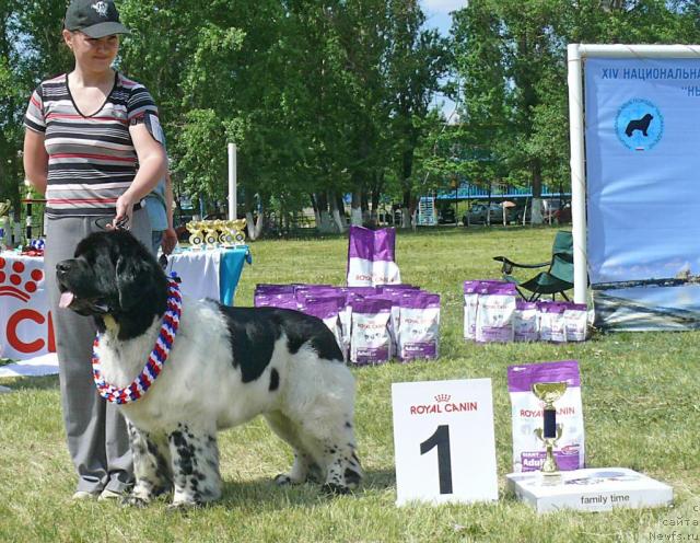 Фото: ньюфаундленд Супер Бизон Арго (Super Bizon Argo)