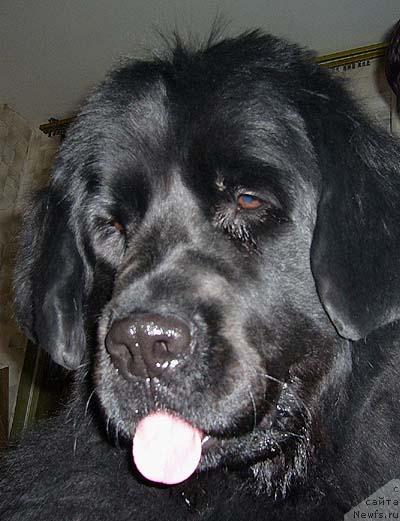 Фото: ньюфаундленд Обуш Шед Чарлея