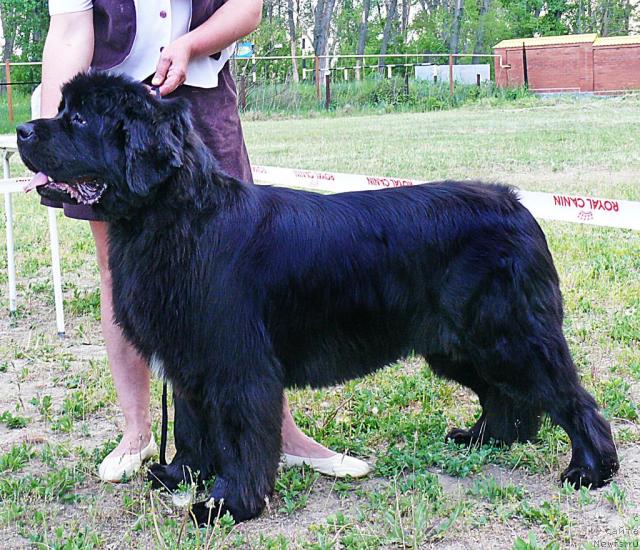 Фото: ньюфаундленд Дольче Вита Из Медвежьего Яра