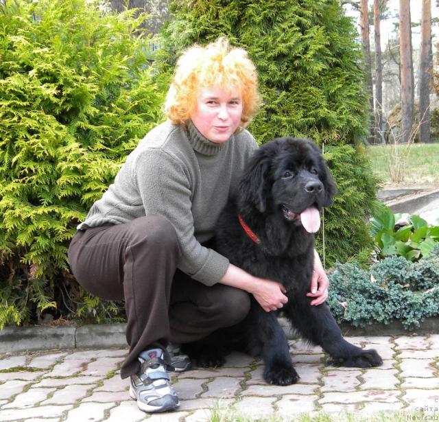 Фото: ньюфаундленд Акватория Келвин Кадриль (Aquatoriya Kelvin Kadril), Любовь Жакова