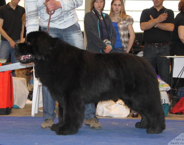 Фото: ньюфаундленд Эра Гранд Люкс Ченз Ричард