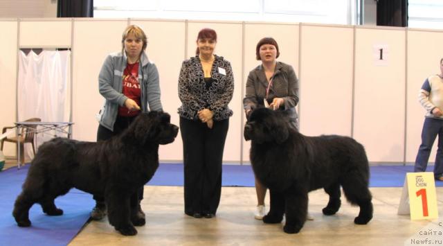 Фото: ньюфаундленд Акватория Келвин Заския, и, ньюфаундленд Акватория Келвин Золотой Медведь (Aquatoriya Kelvin Zolotoy Medved)