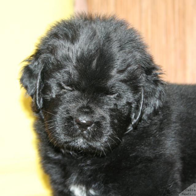 Фото: Бегущая по волнам Харизма