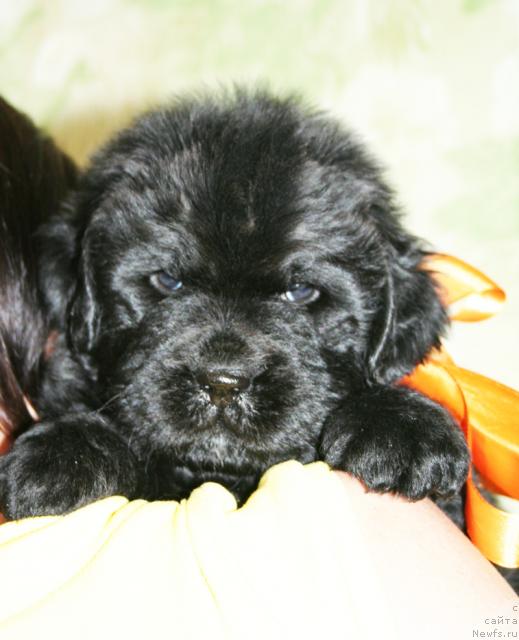 Фото: Бегущая по волнам Харизма