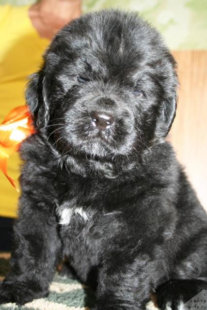 Фото: Бегущая по волнам Харизма