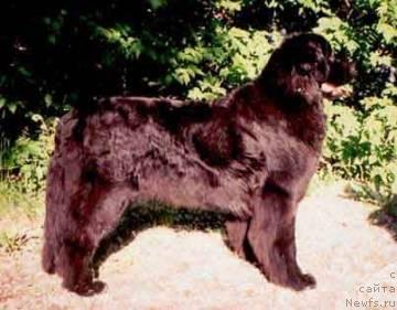 Фото: ньюфаундленд Уит Трикси Фиджит